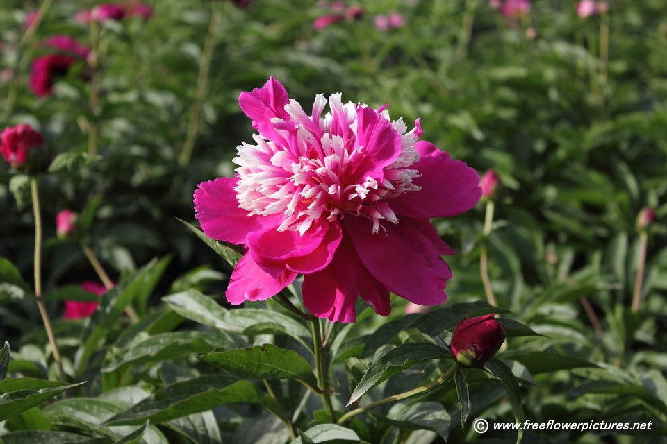 Chinese Peony